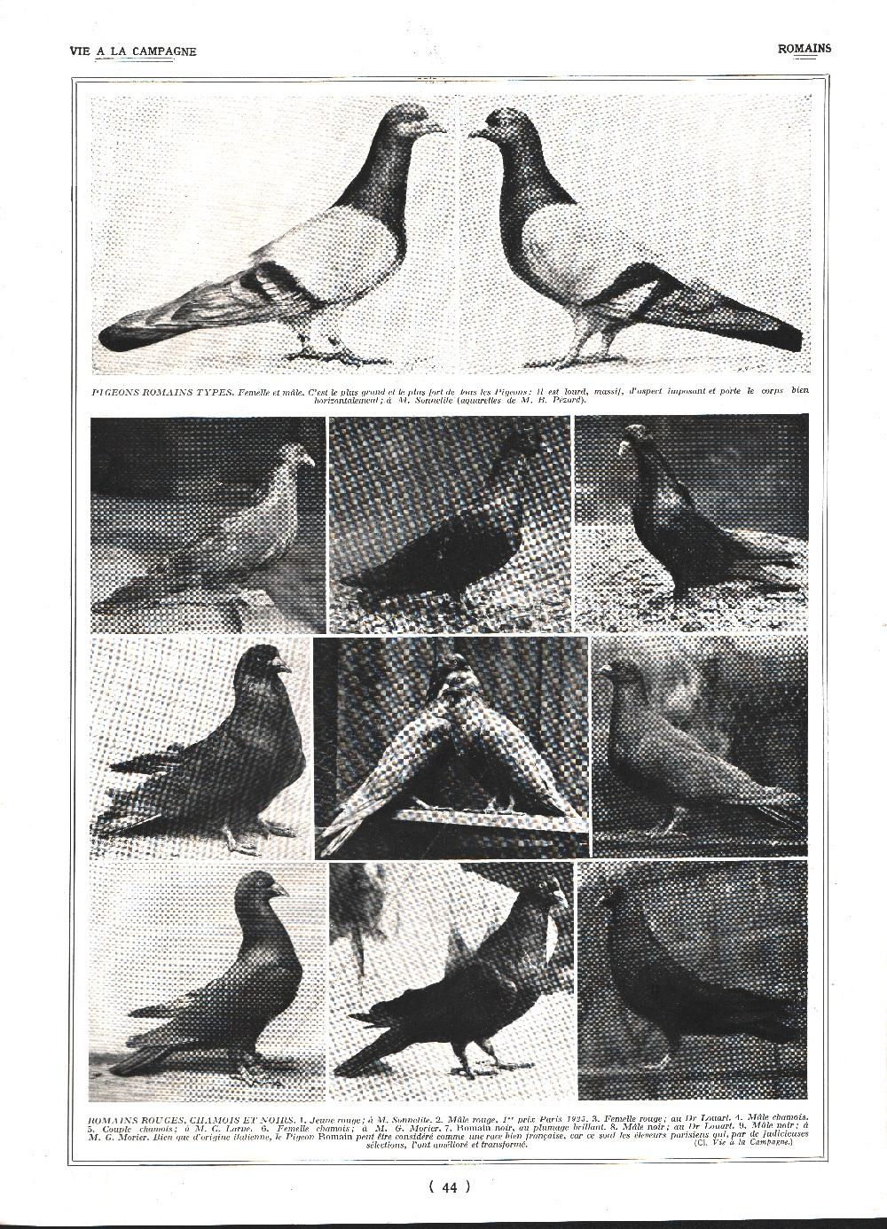 Pigeons Romains / Tambours et Moines. Stampa 1926