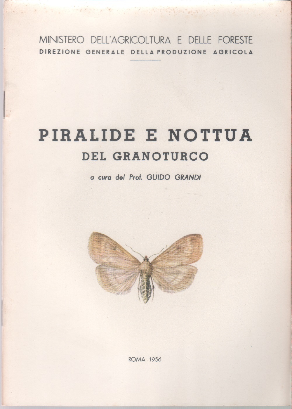 Piralide e nottua dl granturco
