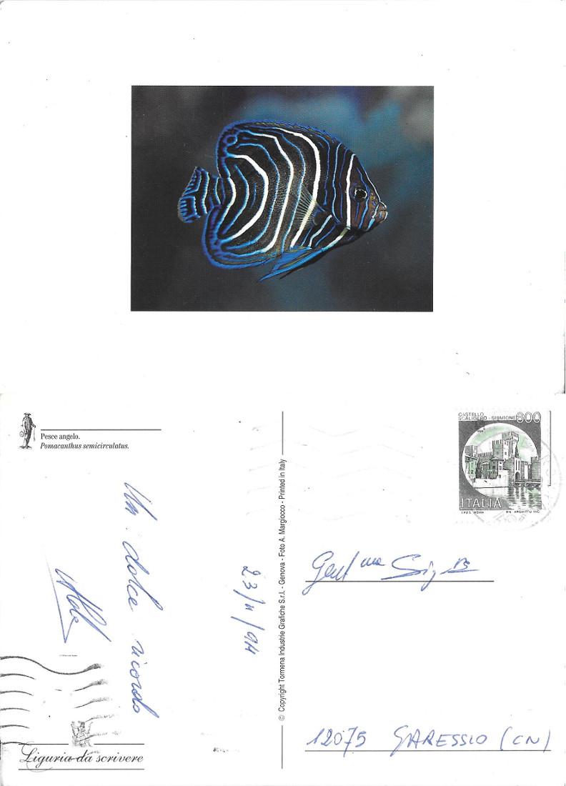 Pomacanthus semicircularis. Pesce Angelo. Viaggiata 1994