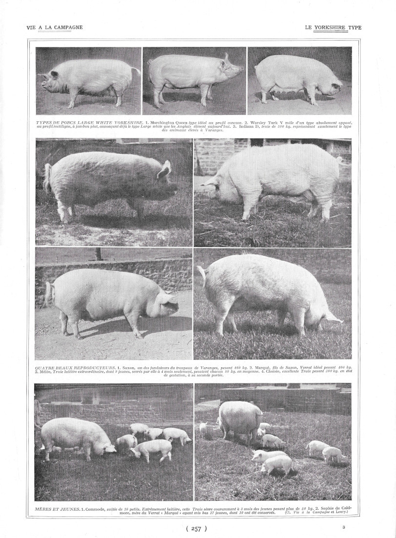 Porcs. Le Yorkshire Type / Porcherie de Varanges - Immagine …