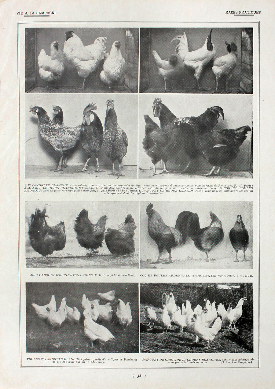 Poules: races pratiques/Poules: Races francaises. Fronte/retro. Immagine 1927