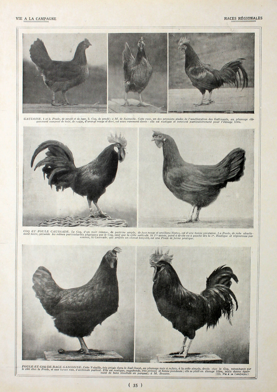 Poules: races regionales. Fronte/retro. Immagine 1927