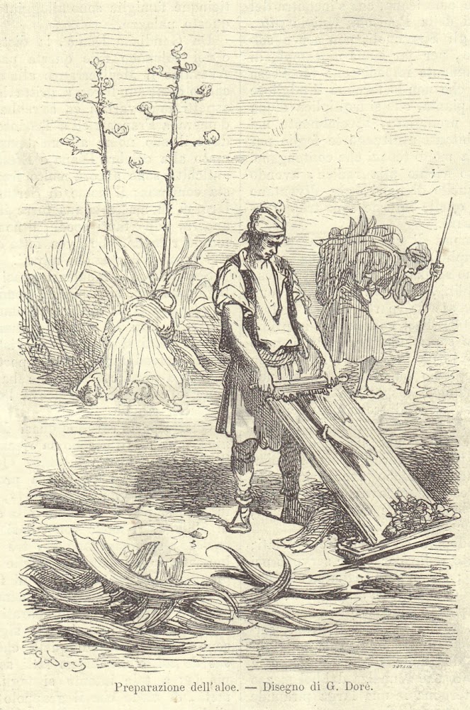 Preparazione dell'aloe (Spagna). Illustrazione 1864, ill. G. Doré