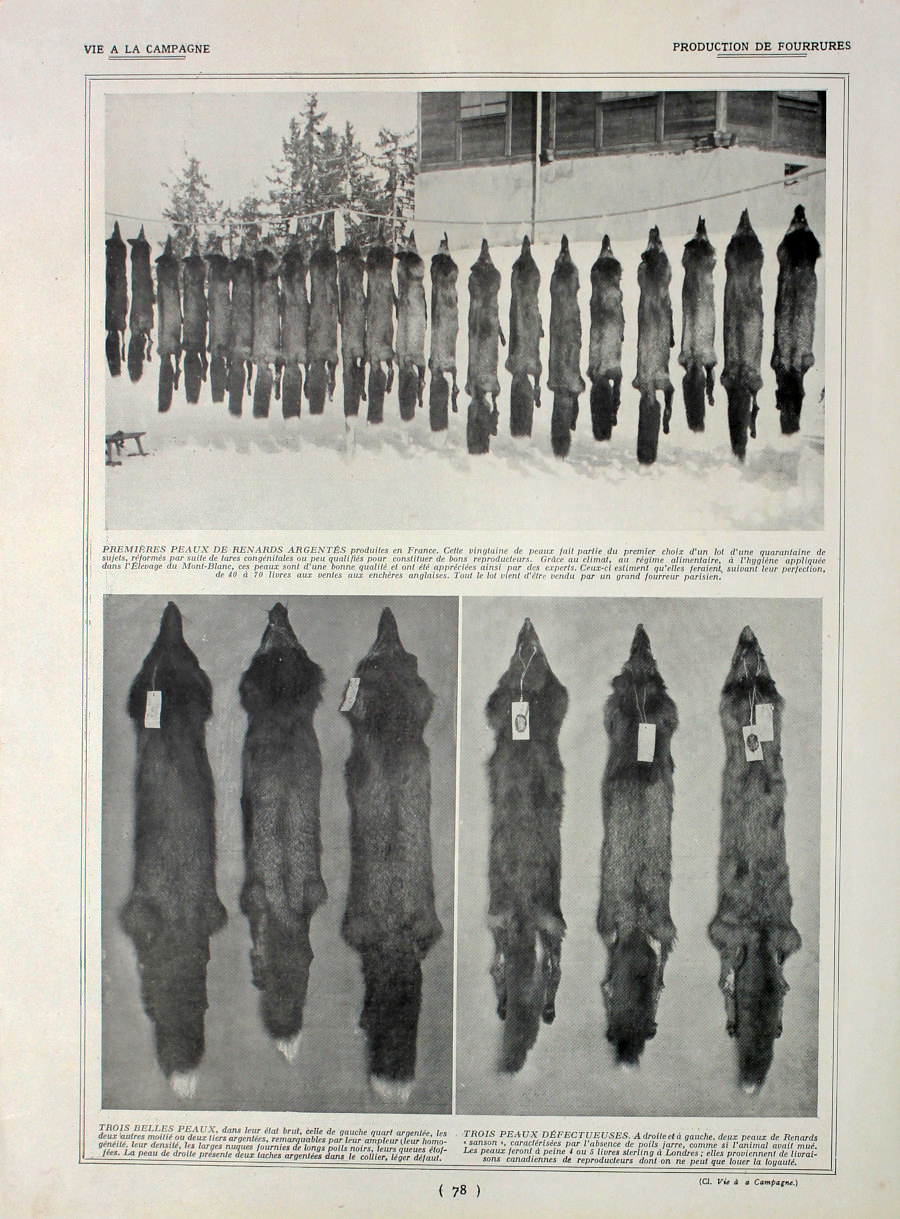 Production de fourrurres/Chien d'agrement. Fronte/retro. Immagine 1927