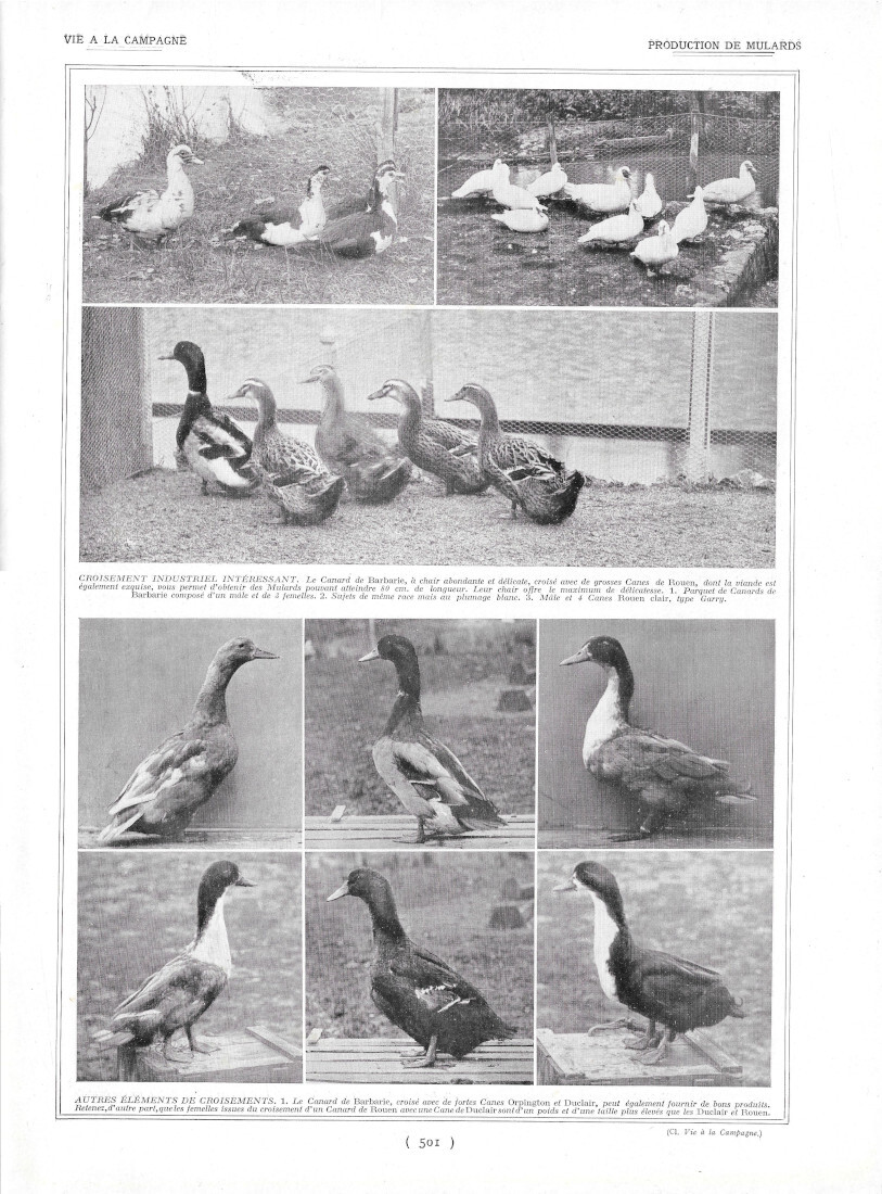 Production de Mulards - Immagine 1924