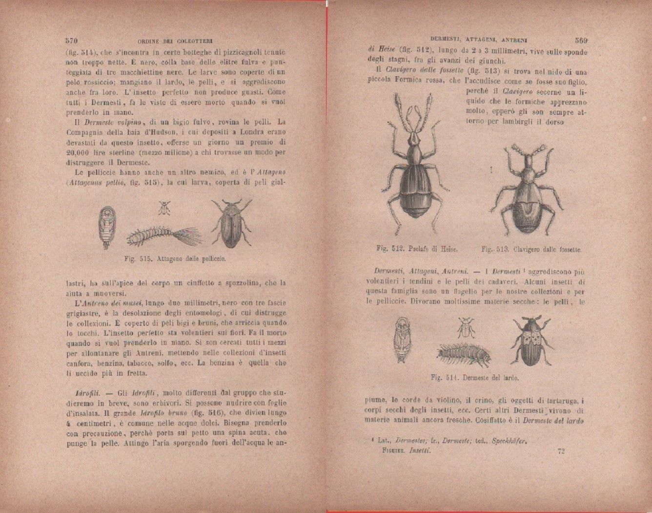 Pselafo; Clavigero; Dermeste / Attageno. Vecchia stampa