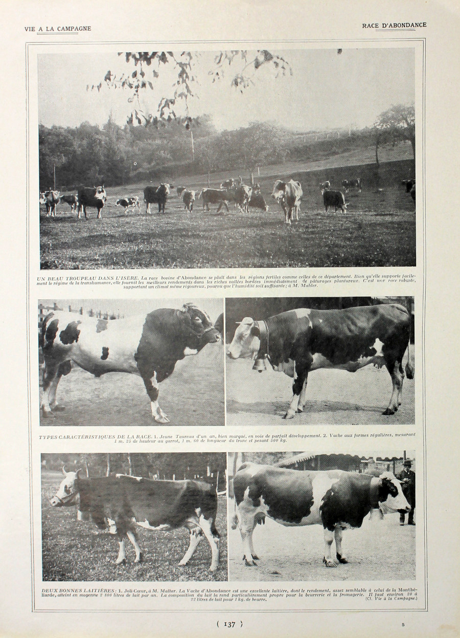 Race d'abondance/Renards argentes. Fronte/retro. Immagine 1927