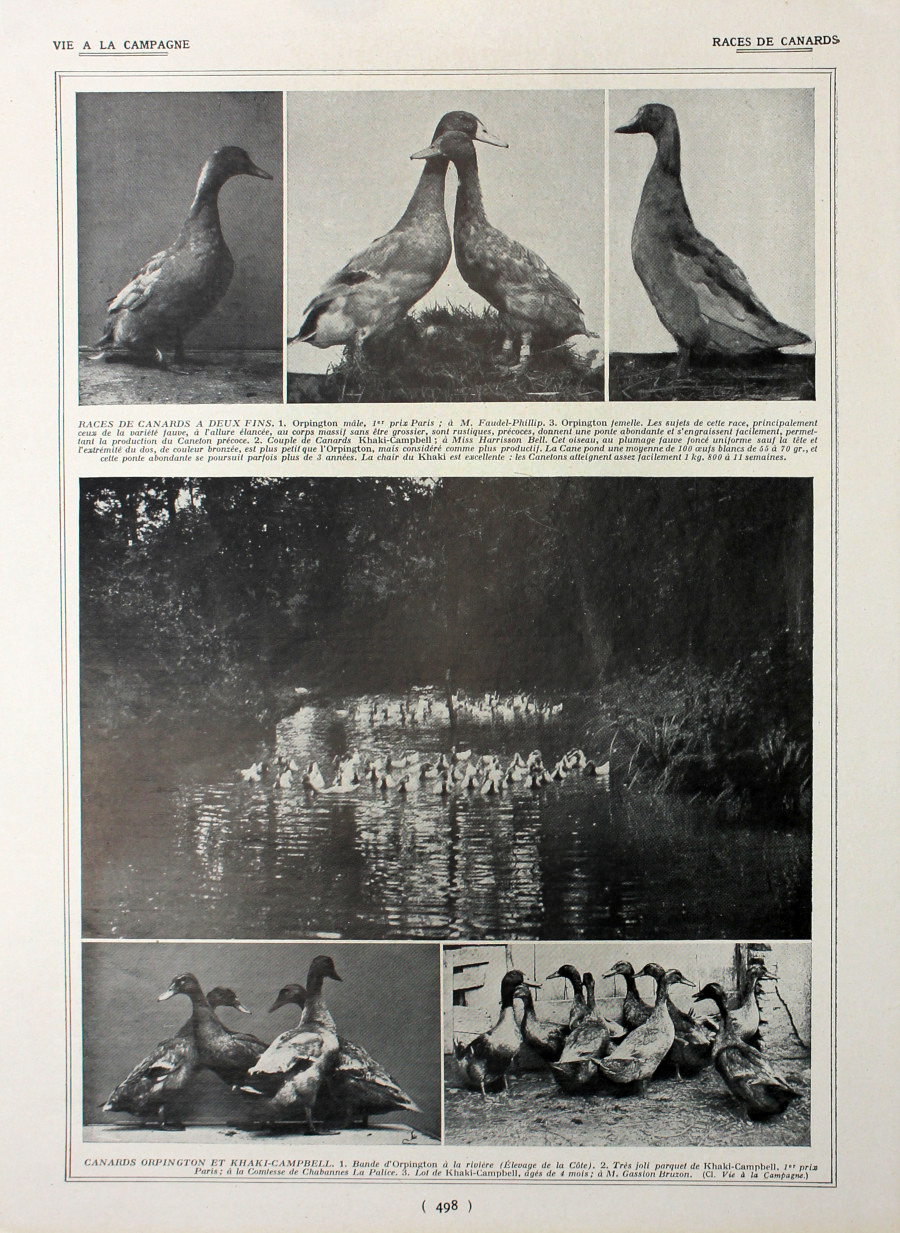 Races de canards/Anatomie du pigeon. Fronte/retro. Immagine 1927