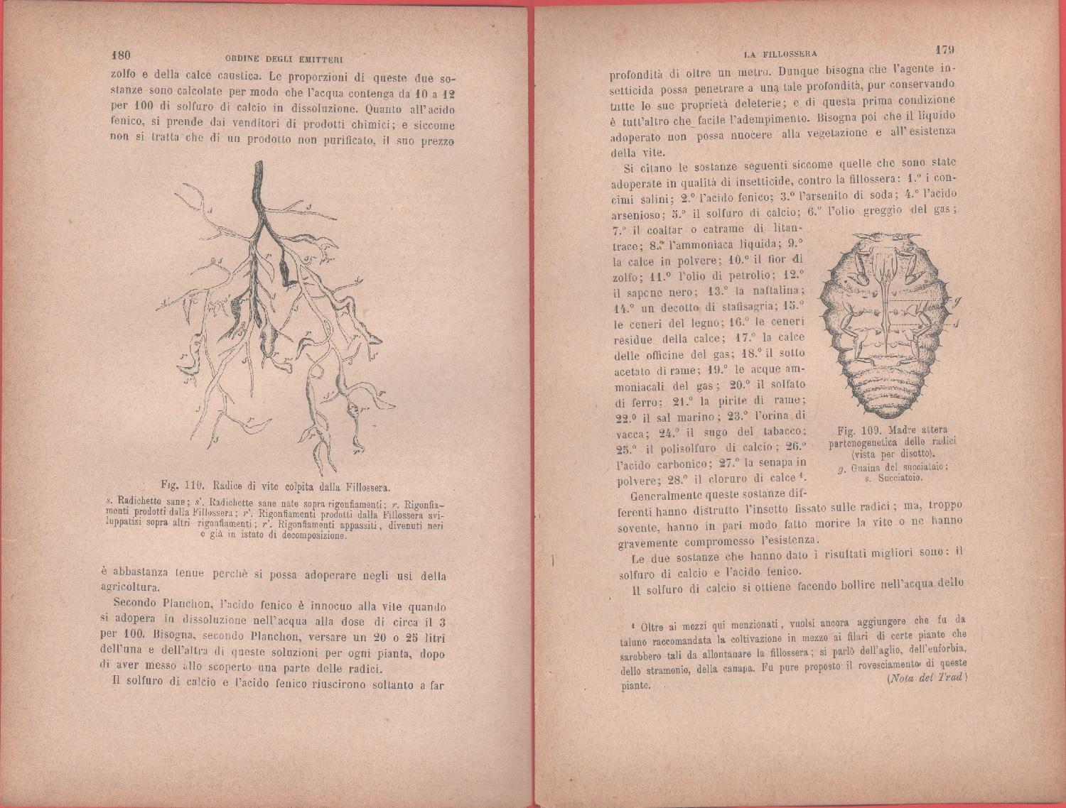 Radice di vite colpita dalla filossera/Madre atterra partenogenetica. Vecchia stampa