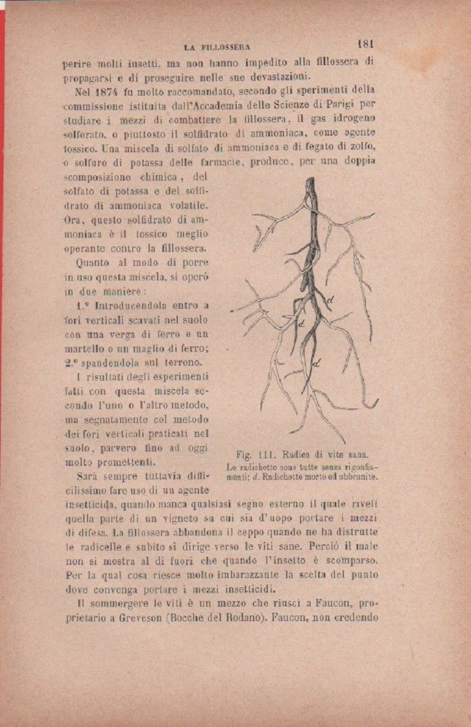 Radici di vite sana. Vecchia stampa