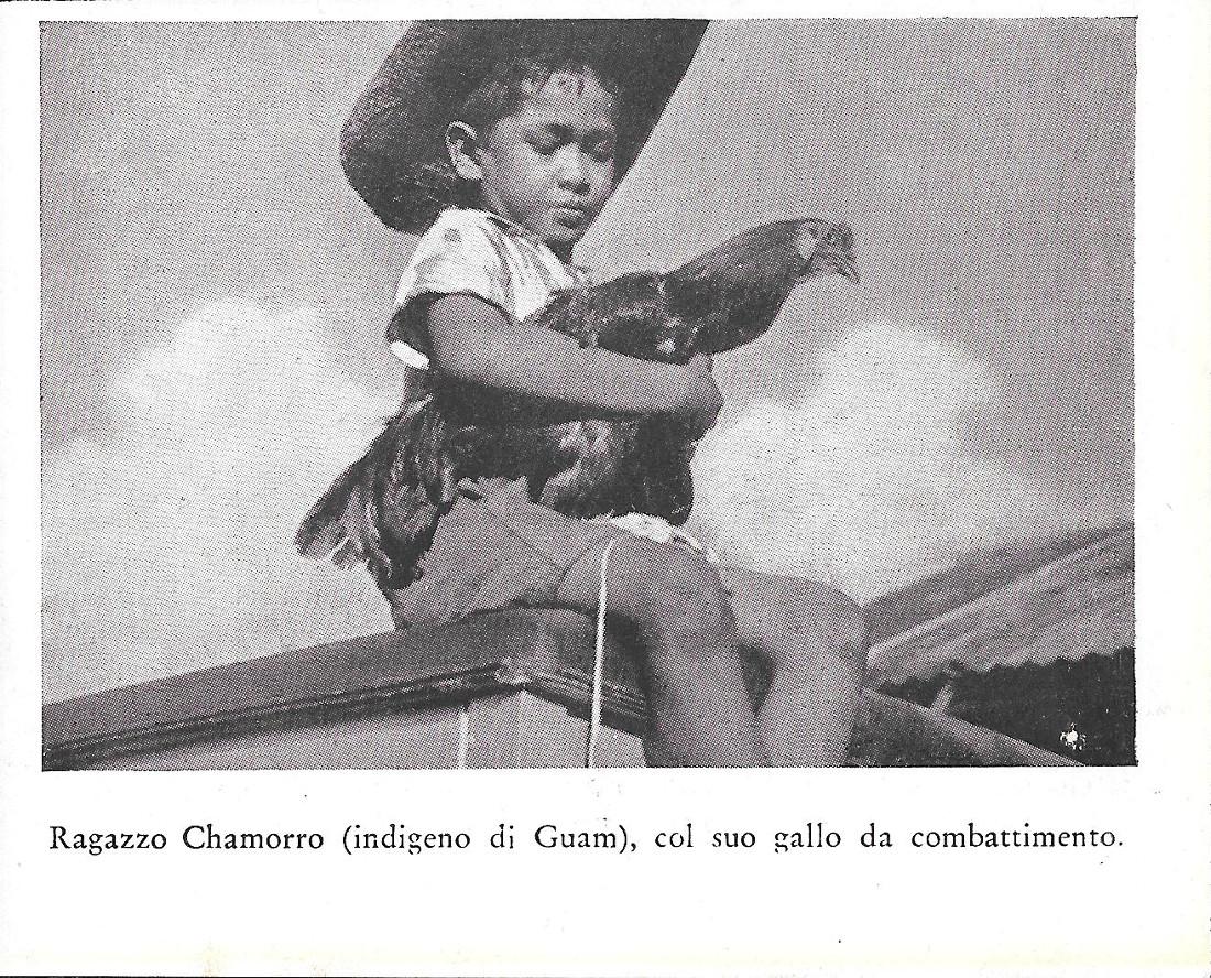 Ragazzo Chamorro (indigeno di Guam) col suo gallo da combattimento. …