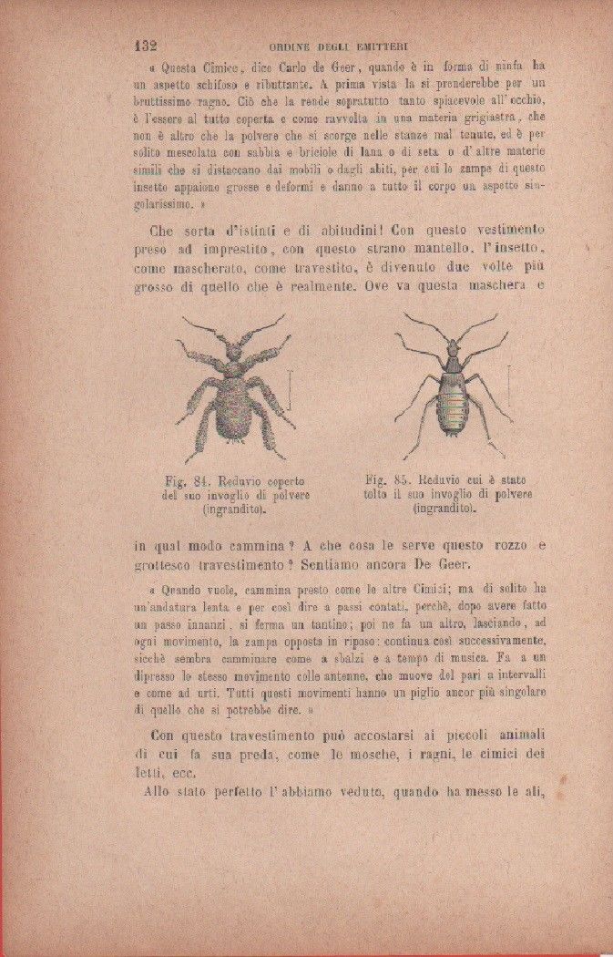 Reduvio coperto del suo invoglio di polvere; R. cui è …