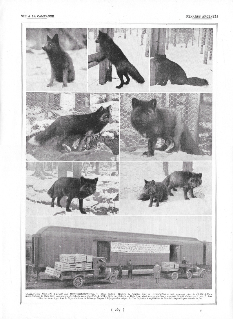 Renards Argentés - Immagine 1924