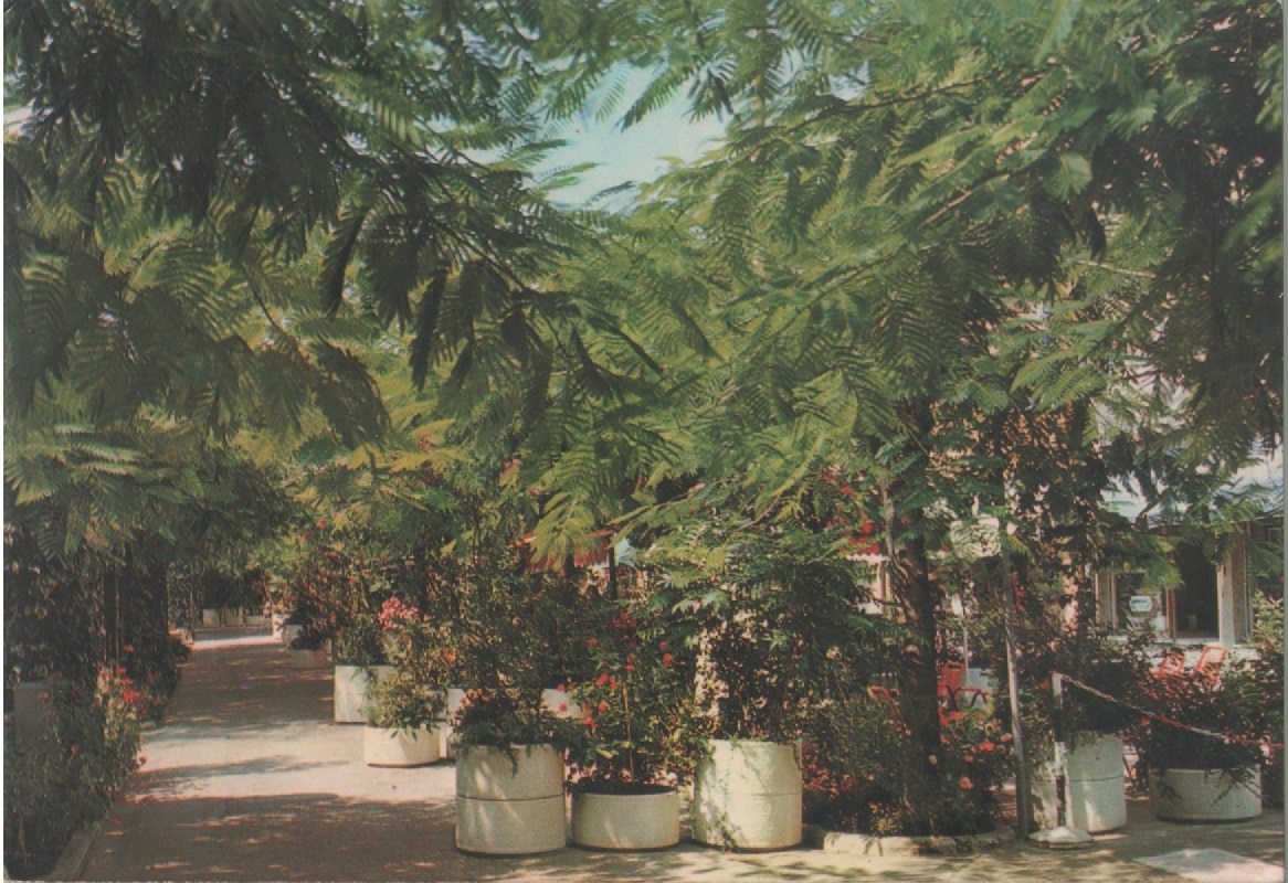 Riolo terme. Corso Matteorri (Zona pedonale). Viaggiata 1983