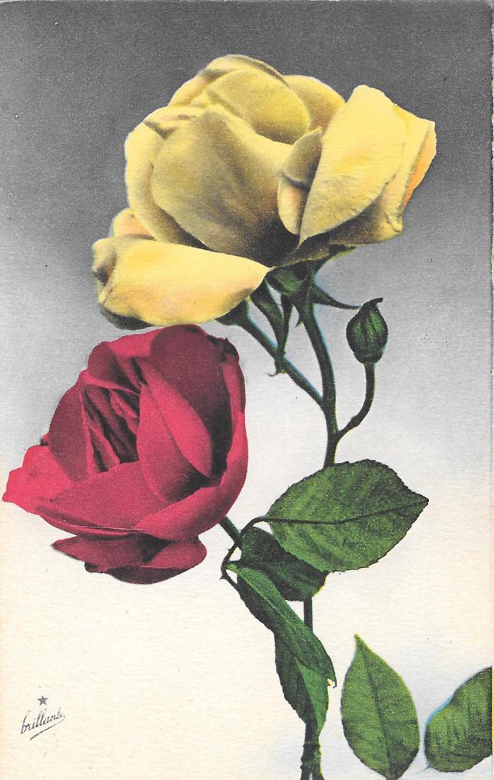 Rosa gialla e rosa rossa. non viaggiata