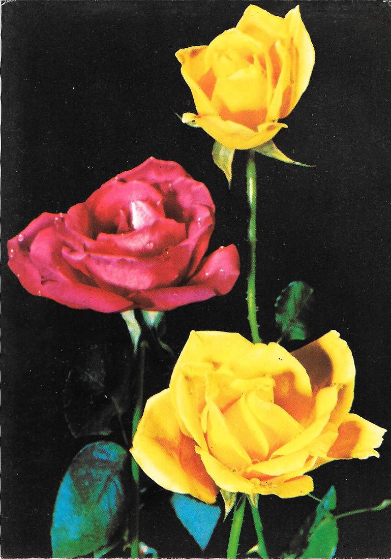 Rose gialle e rosse. Ed. Kartos. Non viaggiata