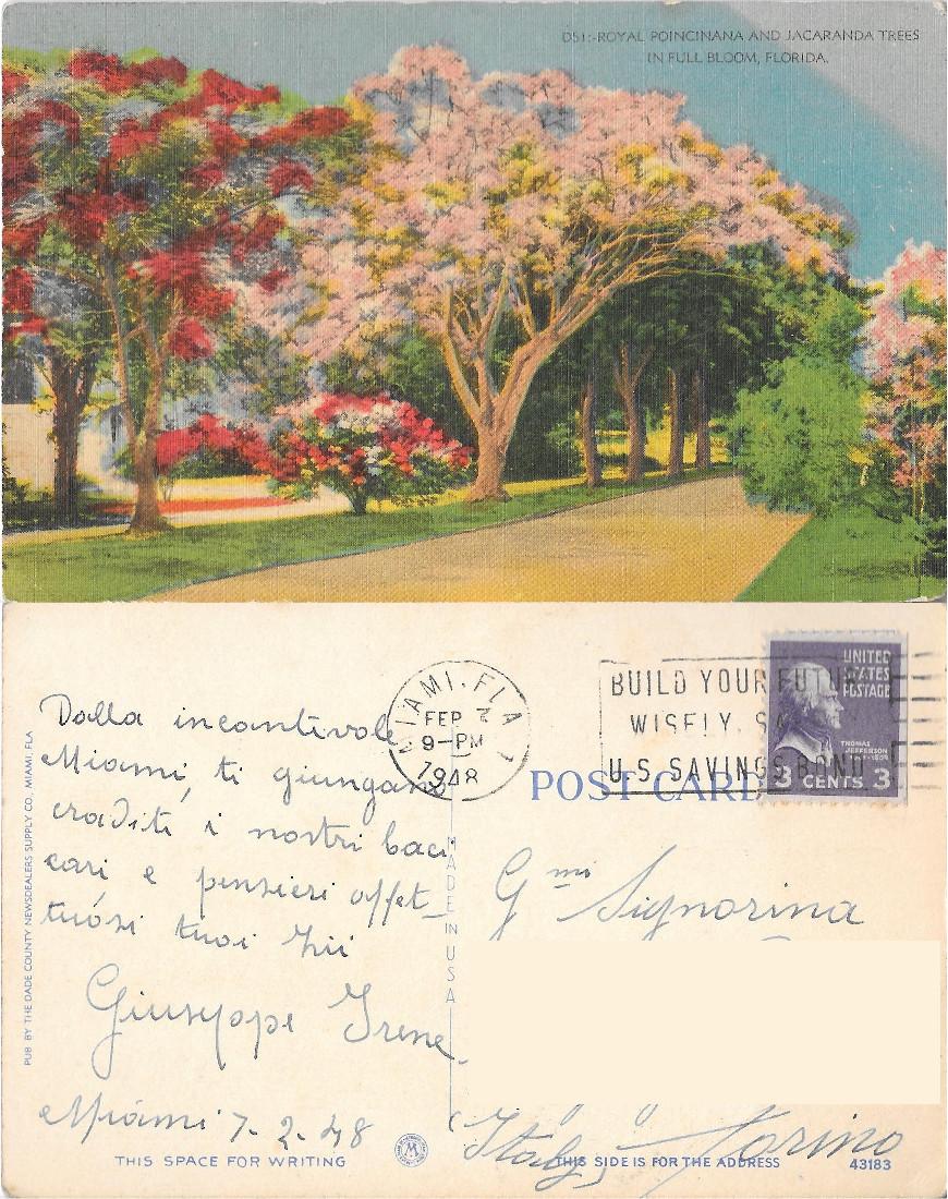 Royal Poincianana and Jaracanda il full bloom. Florida. Viaggiata 1948