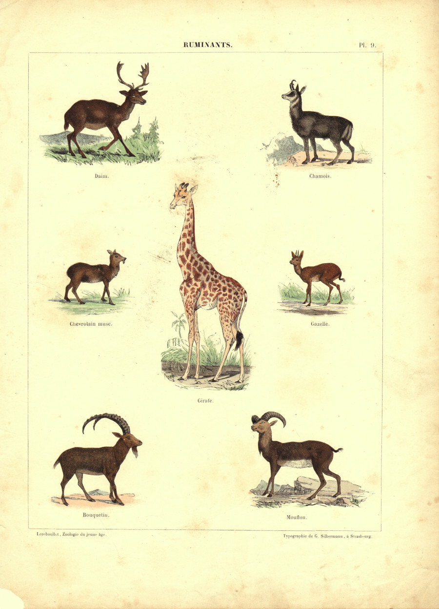 Ruminants. Stampa 1860