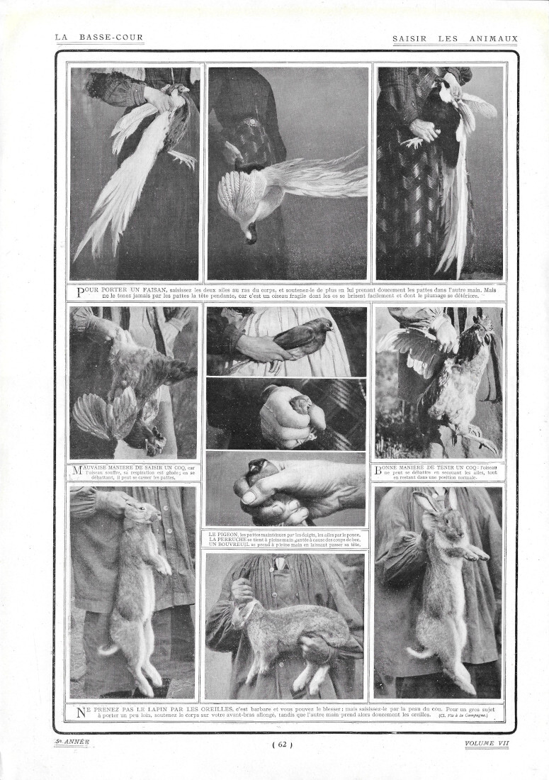 Sairis les Animaux / Paul Monseu - Immagine 1910