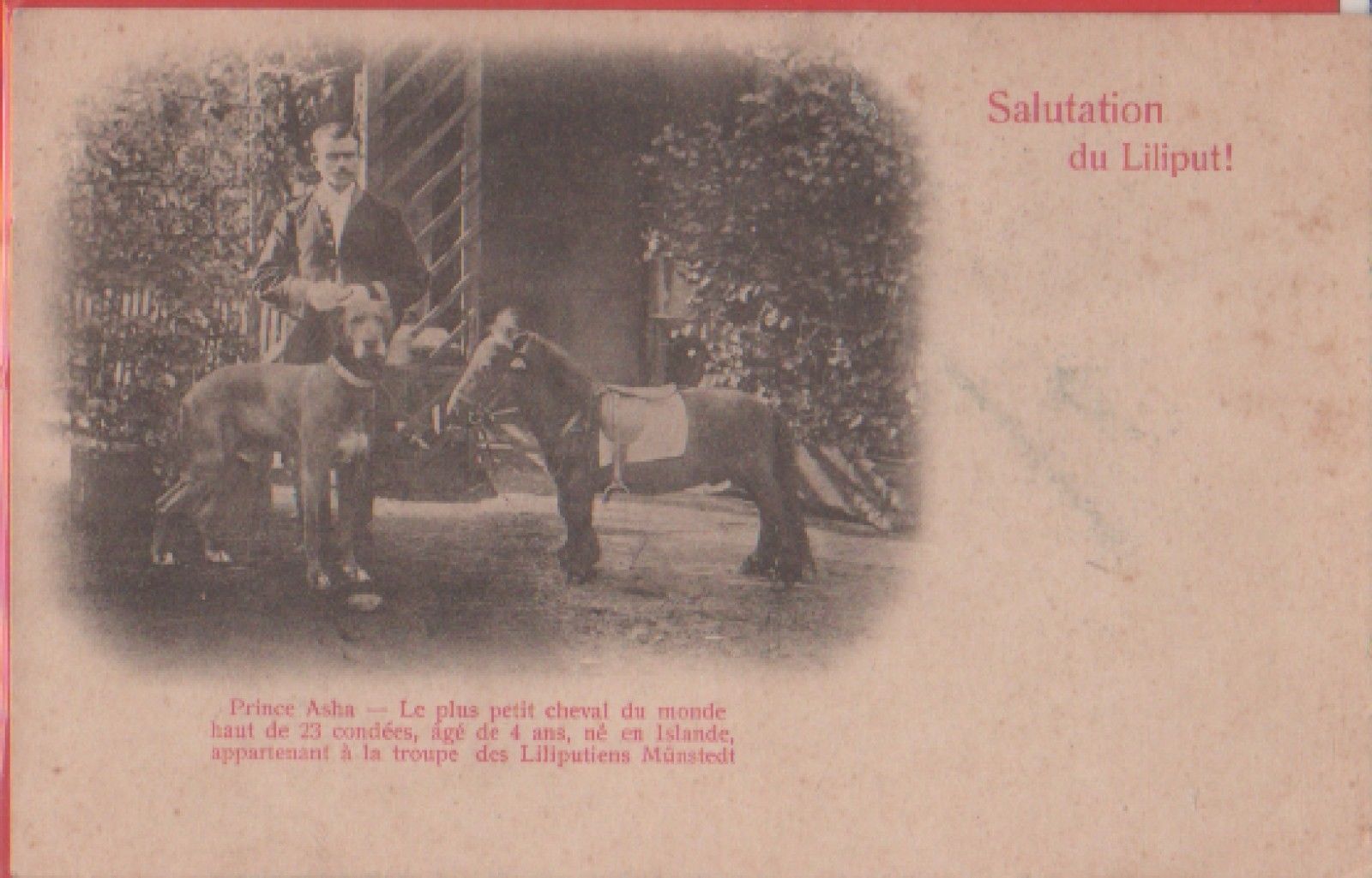 Salutation du Liliput!. Prince Asha. Le plus petit cheval ... …