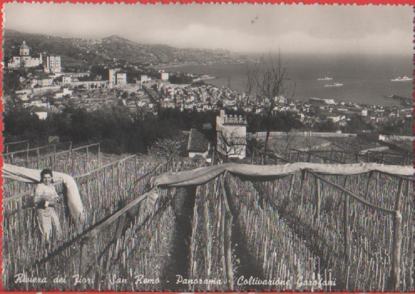 Sanremo. Panoramica. Coltivazione dei garofani. Non viaggiata. Originale, dentellata