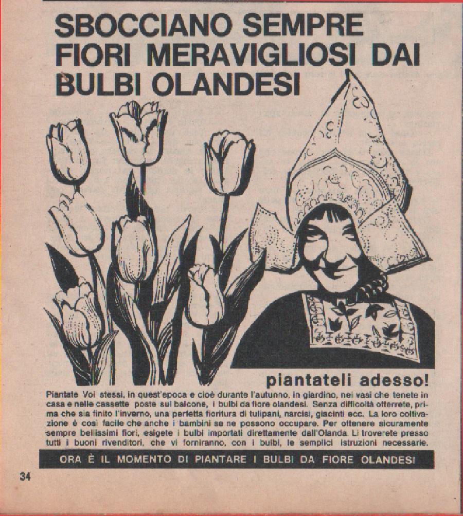 Sbocciano sempre fiori meravigliosi dai bulbi olandesi. Pubblicità 1963