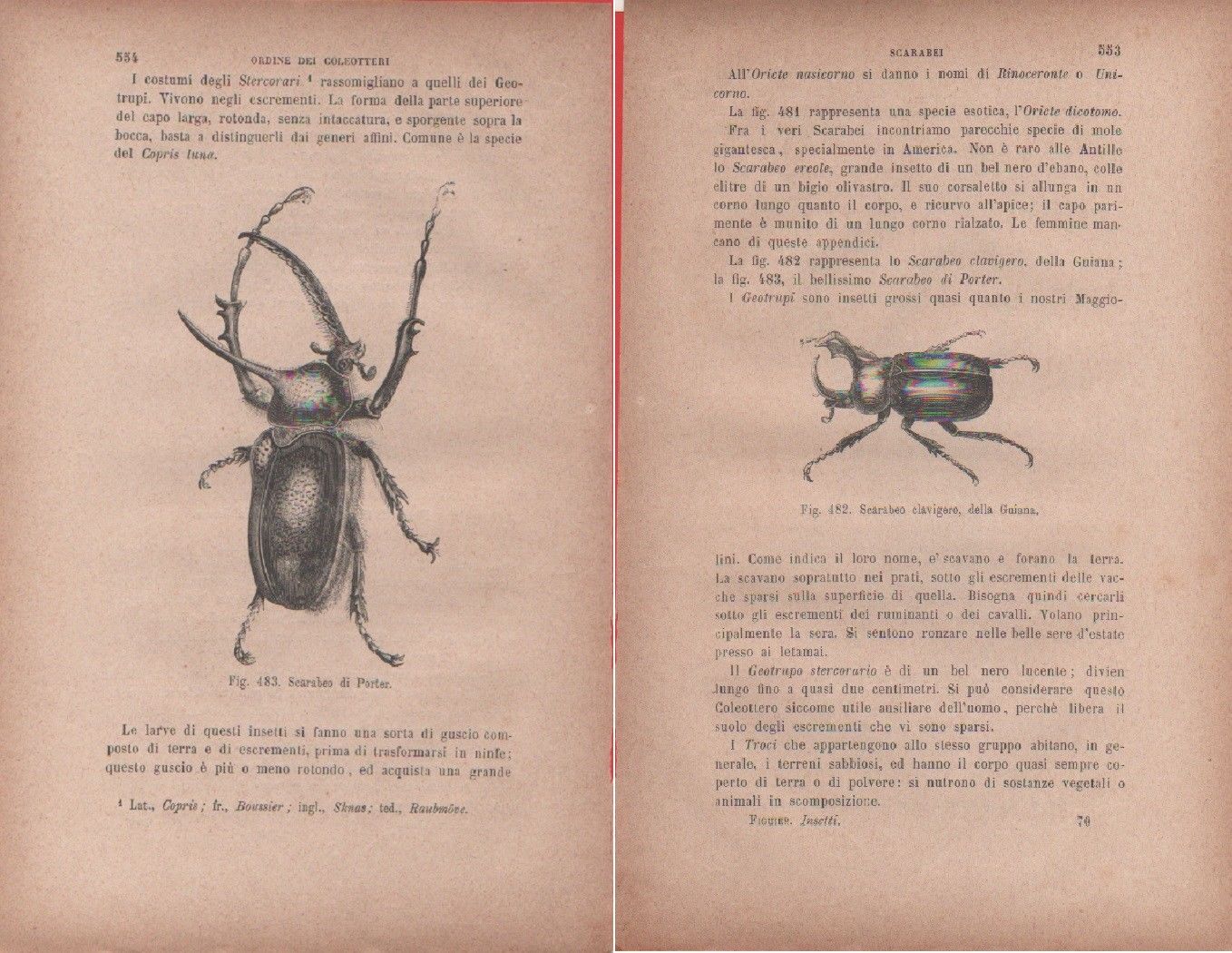 Scarabeo di Porter / Scarabeo clavigero della Guiana. Vecchia stampa