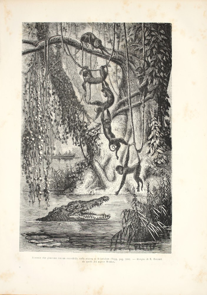 Scimmie che giocano con un coccodrillo nella riviera di Sciantabun …