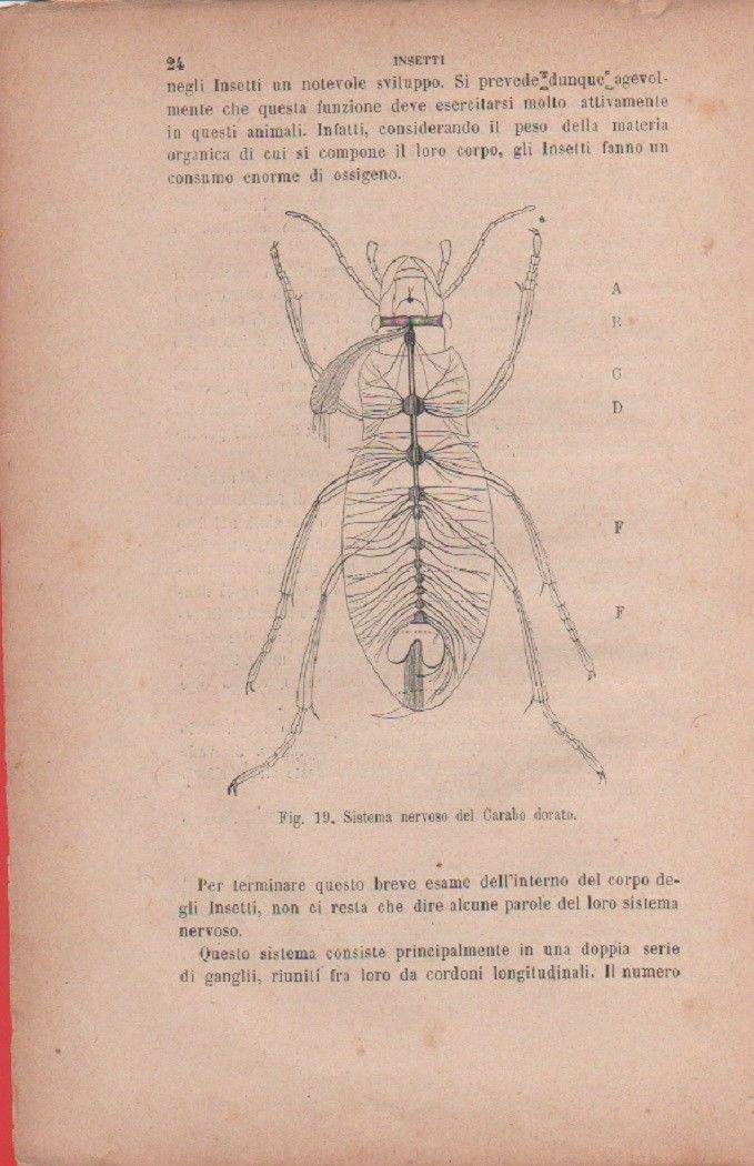 Sistema nervoso del Carabo dorato. Vecchia stampa