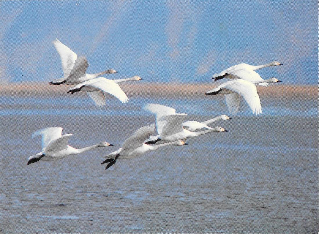 South Korea. Graceful soaring of swans in Ulsuk Island, Pusan. …