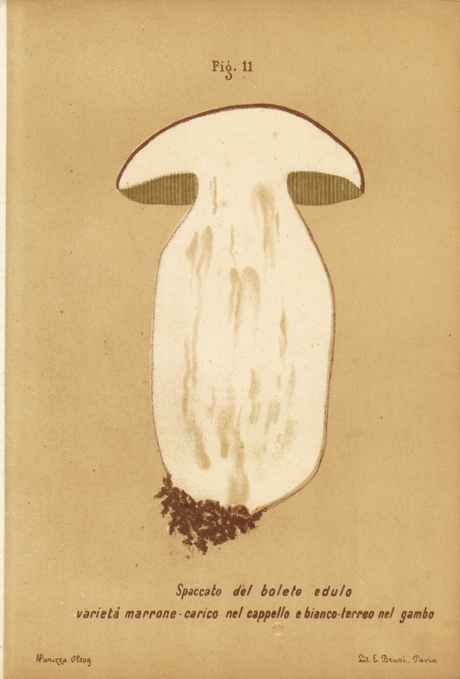 Spaccato del boleto edulo. Varietà marrone carico nel cappello. Stampa …