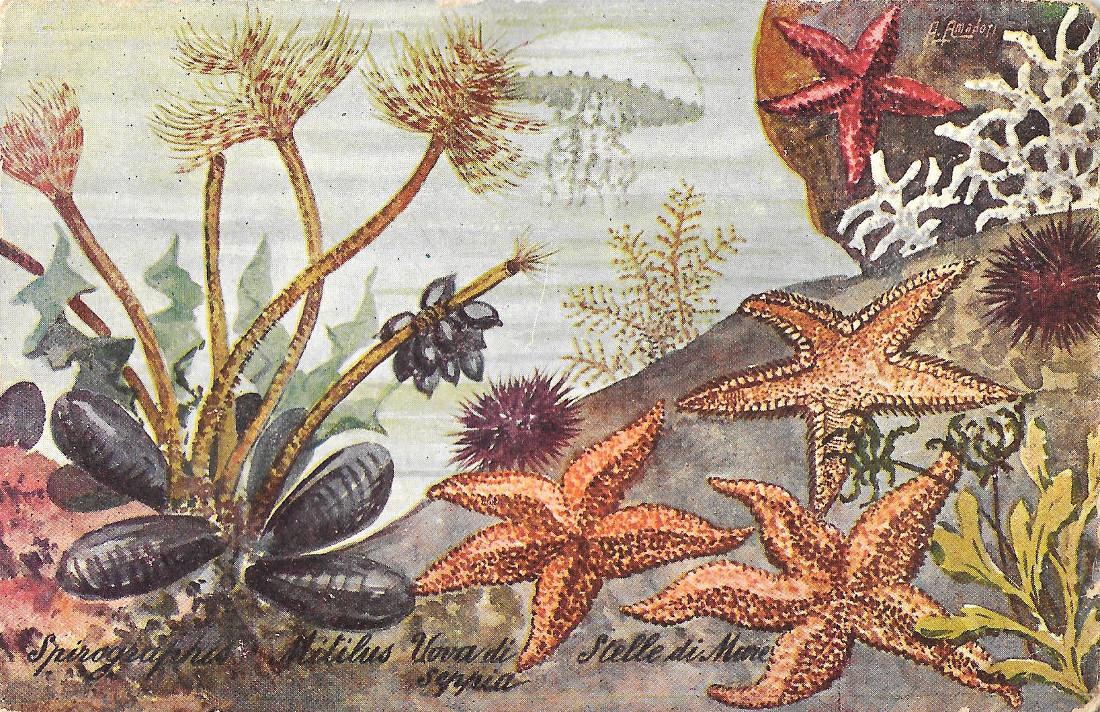 Spirographio, Mitilus, Uova di seppia, Stella di mare. Non viaggiata, …
