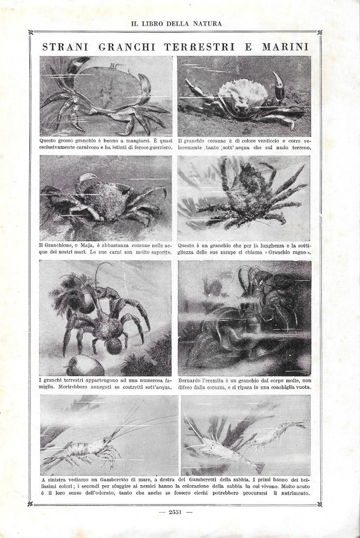 Strani granchi terrestri e marini. Stampa 1923