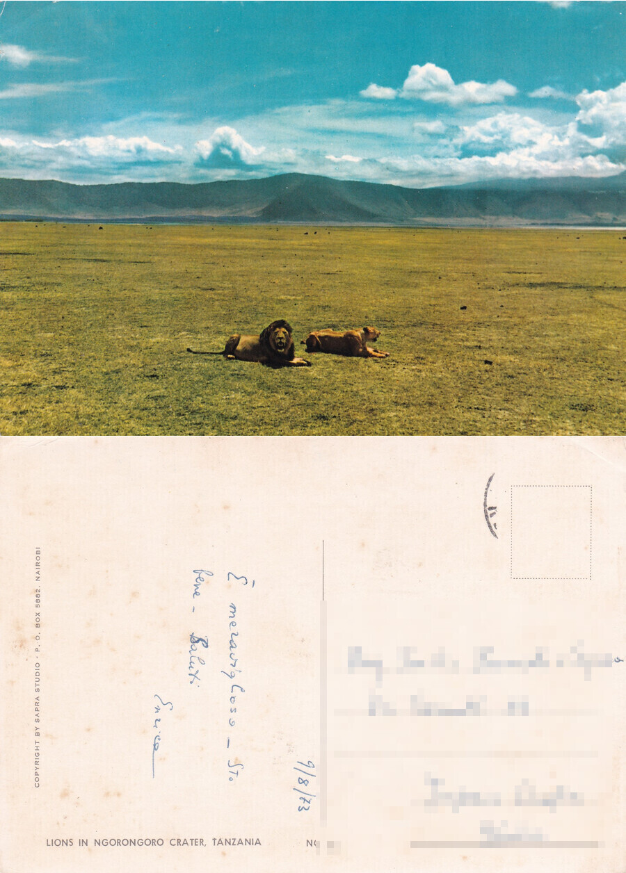 Tanzania. Lions in Ngorogoro Crater - Viaggiata 1973