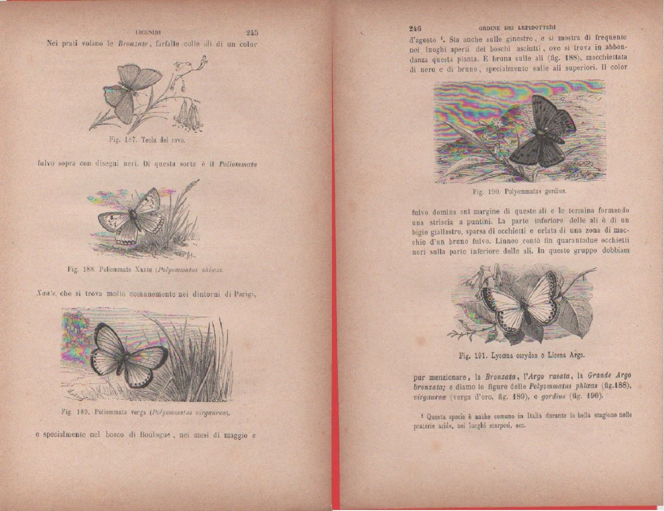 Tecla del rovo, Poliommato xante, P. verga/Polyommatus gordius, Lycoena crorydon