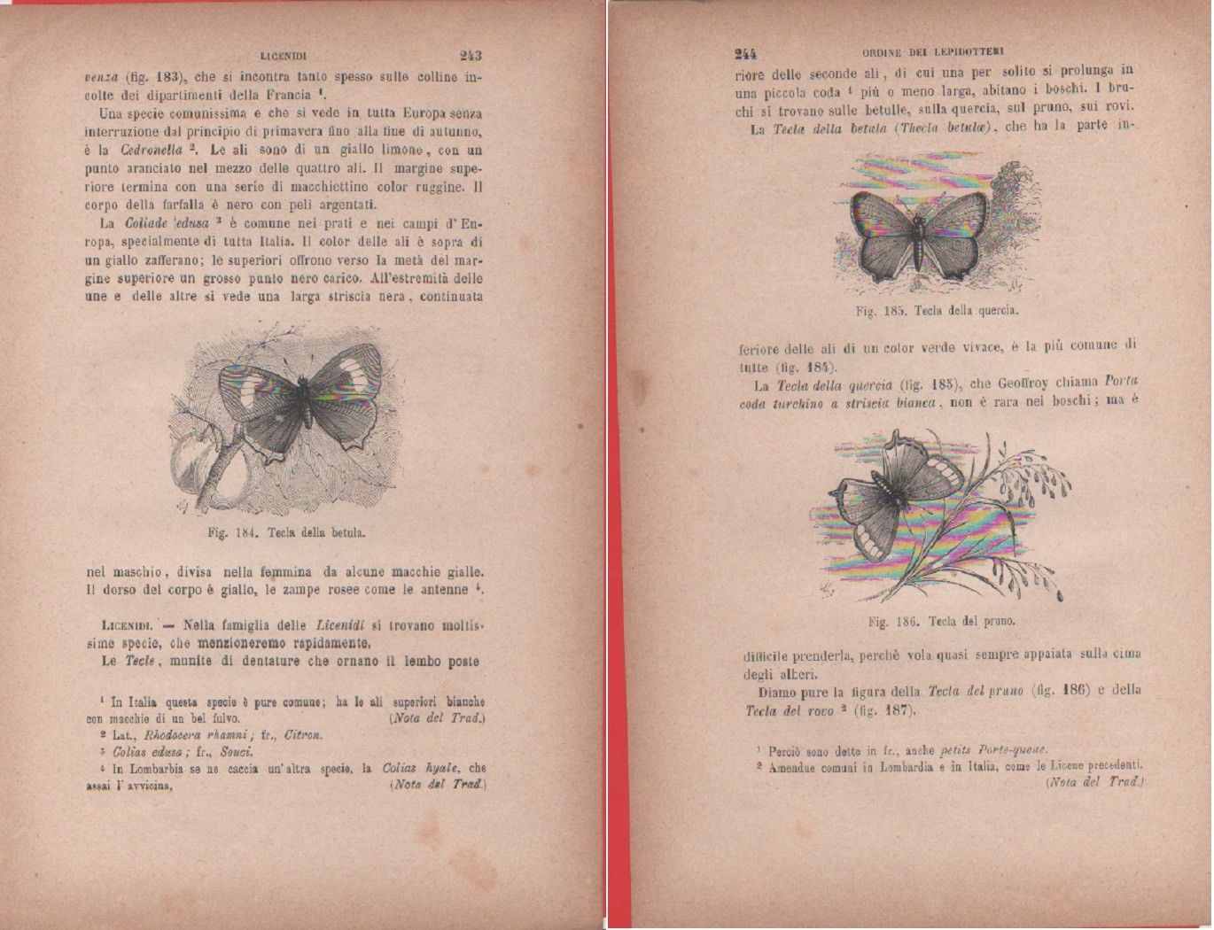 Tecla della quercia, Tecla del pruno/Tecla della betula. Vecchia stampa