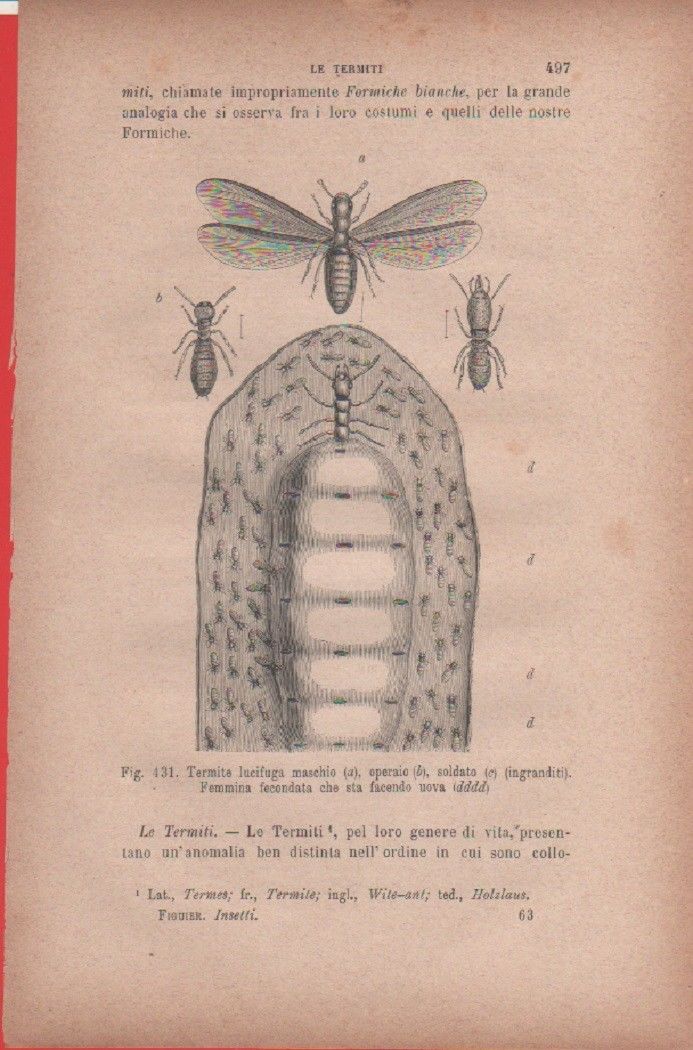 Termite lucifuga maschio (a^), operaio (b^), soldato (c^). Vecchia stampa