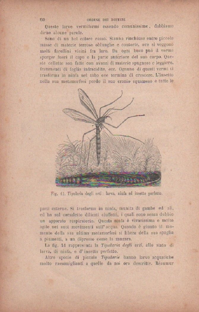 Tipularia degli orti: Larva, ninfa e insetto perfetto. Vecchia stampa