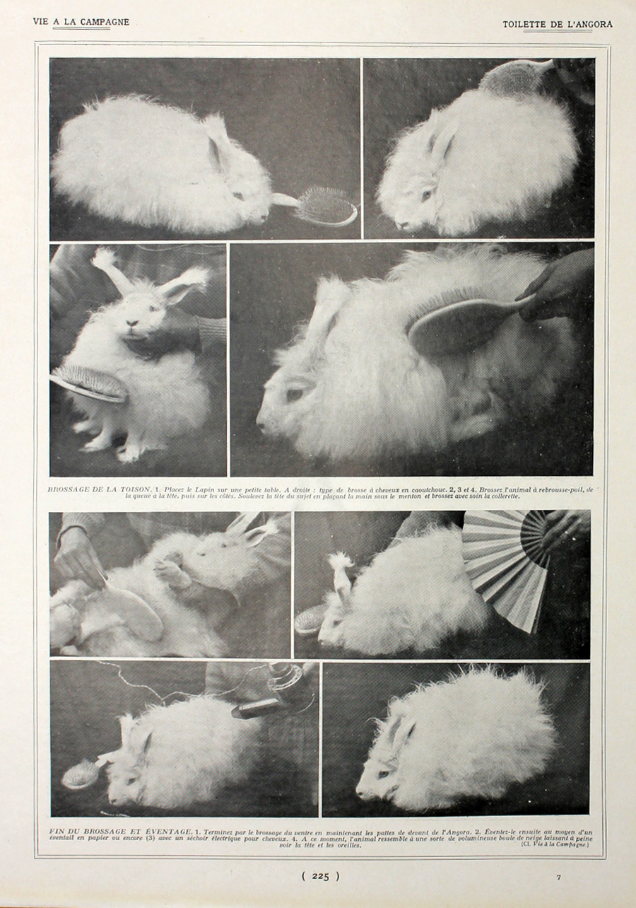 Toilette de l'Angora/Recherche del'eau. Fronte/retro. Immagine 1927