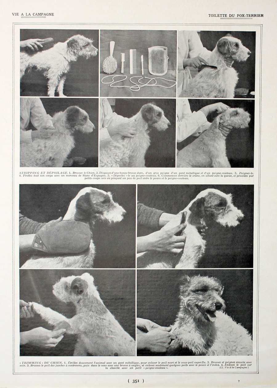 Toilette du Fox-Terrier. Fronte/retro. Immagine 1927