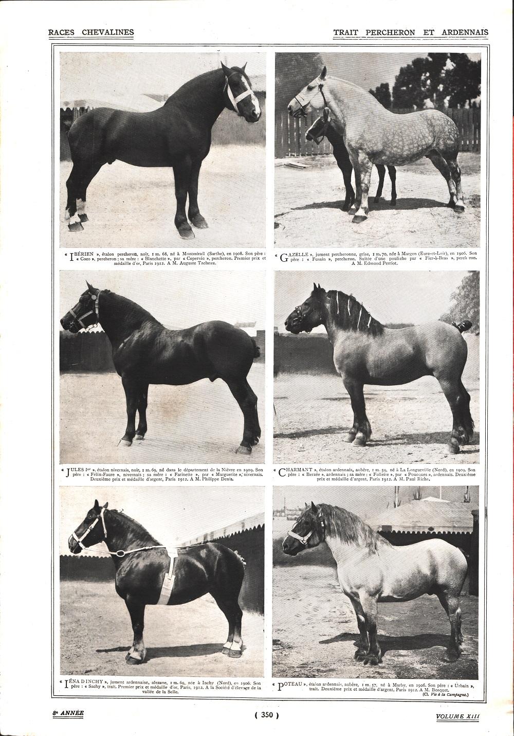 Trait Percheron et Ardennais/Chevaux Percherons. Stampa 1912