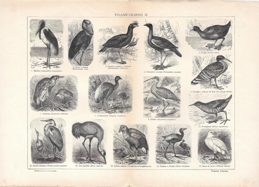 Trampolieri II. Lexicon Vallardi 1900 ca.