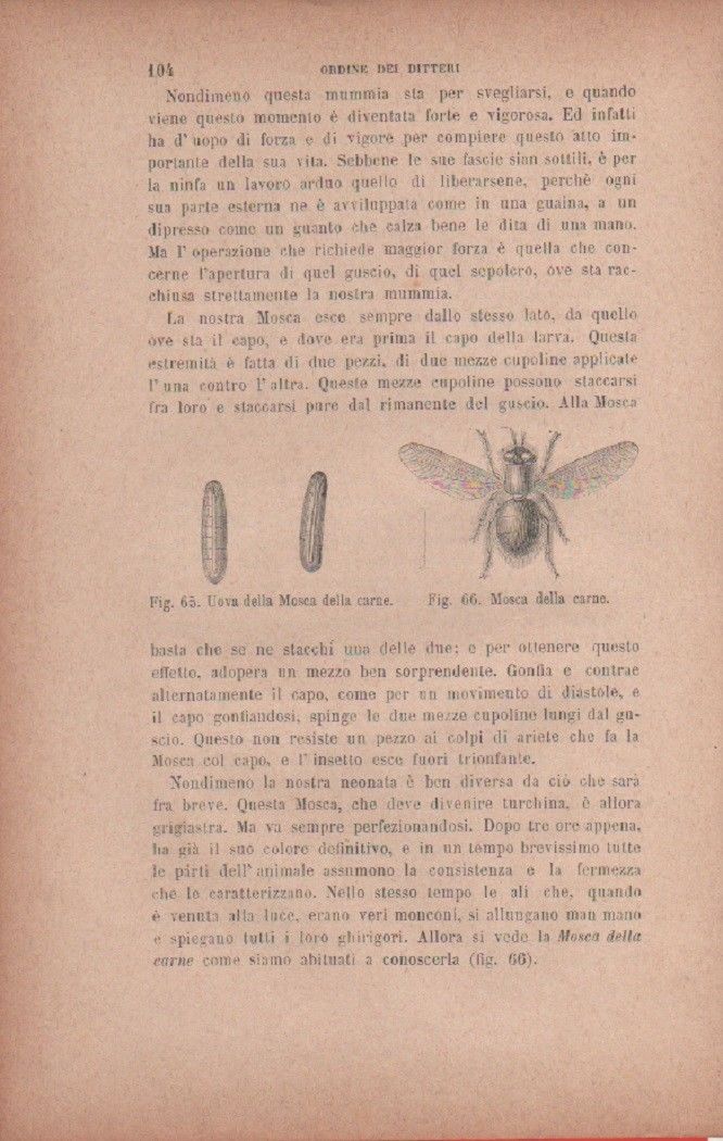 Uova della Mosca della carne; Mosca della carne. Vecchia stampa