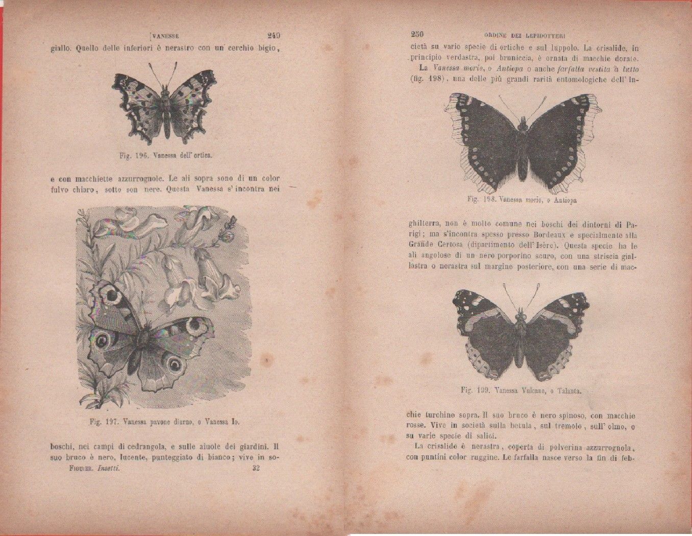 Vanessa dell'ortica, V. pavone diurno/Vanessa morio, V. vulcano. Vecchia stampa