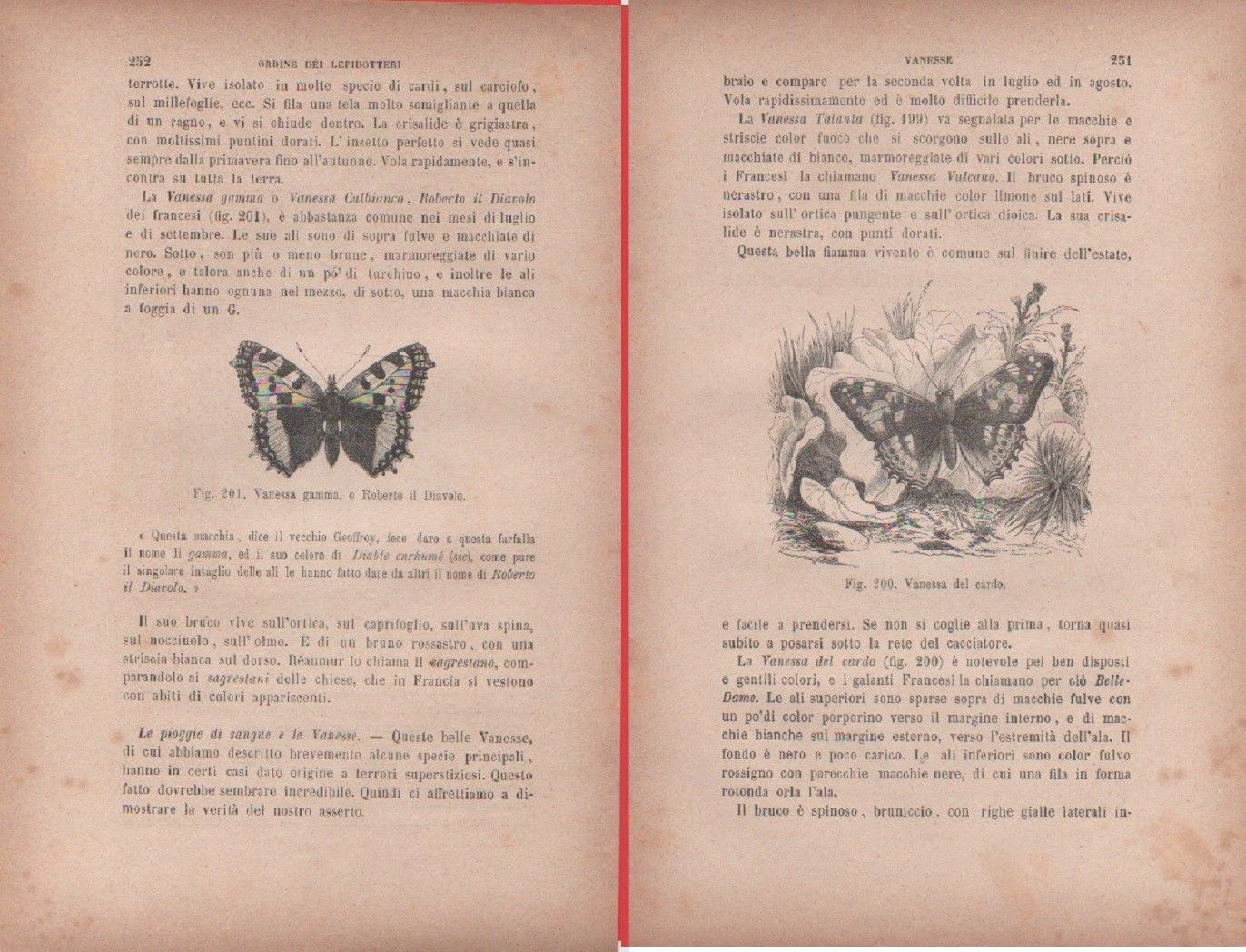 Vanessa gamma/Vanessa del cardo. Vecchia stampa