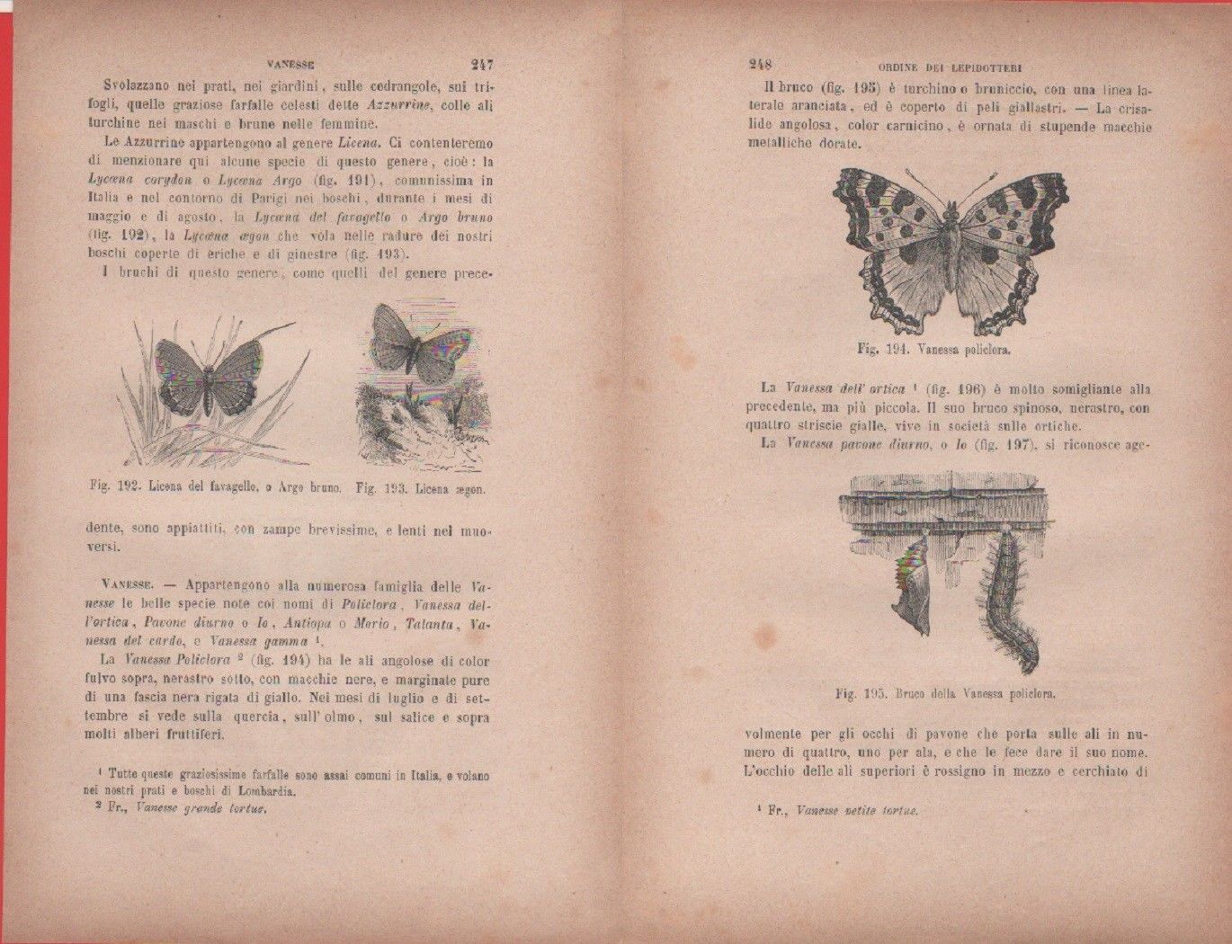 Vanessa policlora, bruco di Vanessa/Licena del favagello, L. aegon. Vecchia …