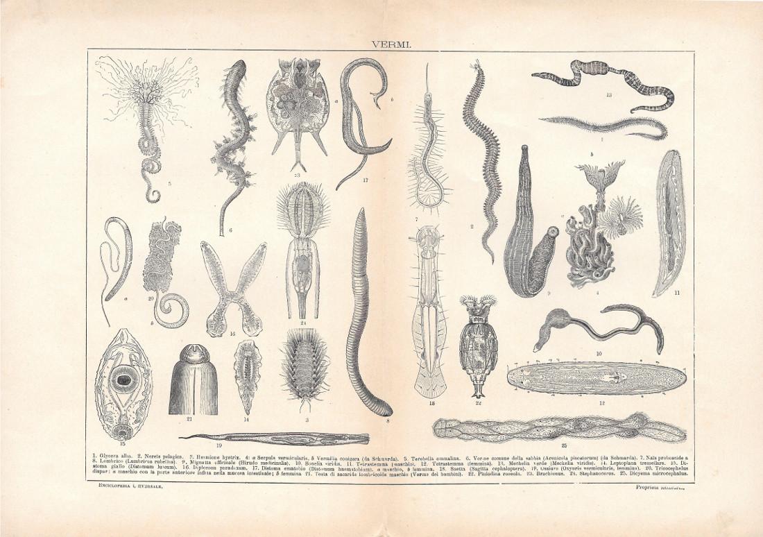Vermi. Lexicon Vallardi 1900 ca.