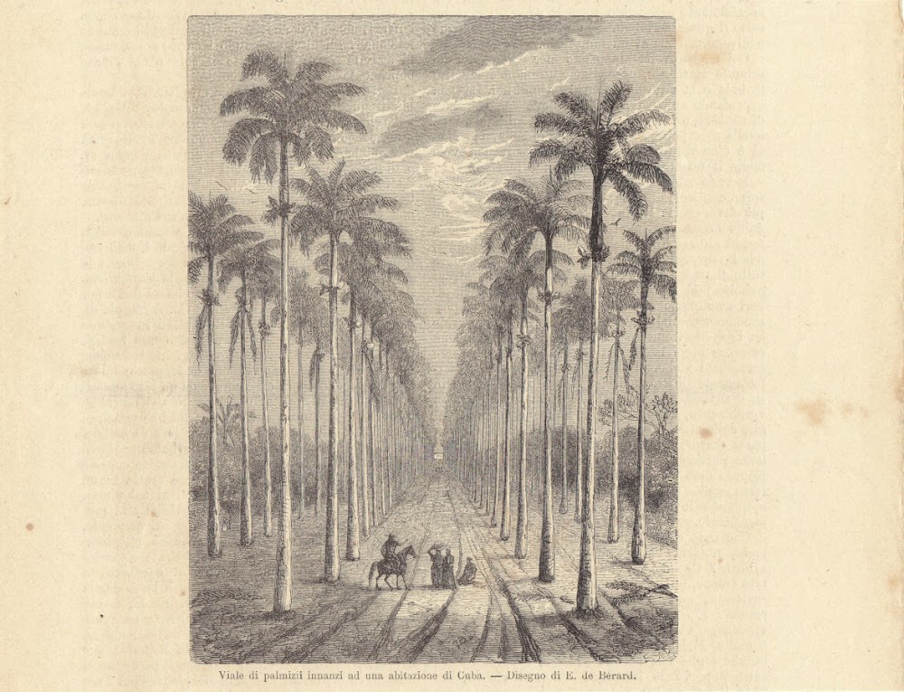 Vista dei palmizi innanzi una abitazione a Cuba. Illustrazione 1864