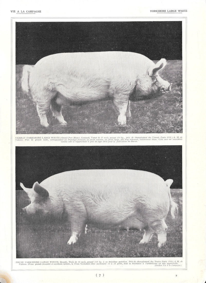 Yorkshire Large White - Immagine 1928