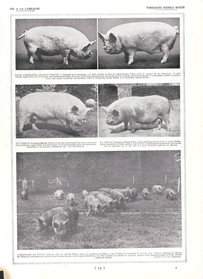 Yorkshire Middle White / Race du Sud Ouest - Immagine …